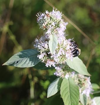 Heirloom Mint Flower Seeds, Non-GMO Fragrant Herb Blooms for Culinary and Garden Planting