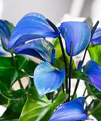Anthurium Plant Seeds Heirloom Non GMO Planting - 100 pcs for planting in home garden