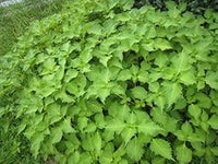 Green Perilla Plant Seeds for Planting-Flavorful Herb Gardens Scientific Name Placeholder for planting in home garden