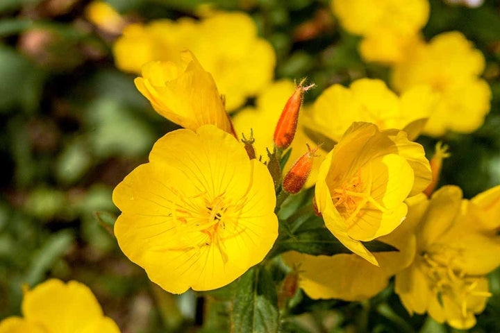 Heirloom Non-GMO Cape Primrose Flower Seeds for Planting – Colorful Indoor and Shade Garden Blooms