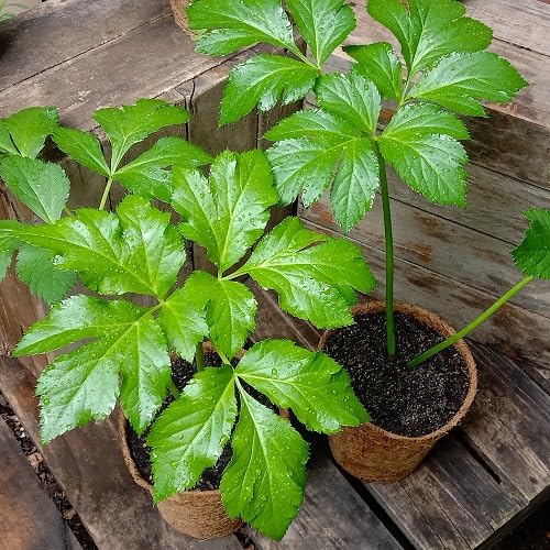 Green Ashitaba plants growing with fresh green leaves in a garden setting.
