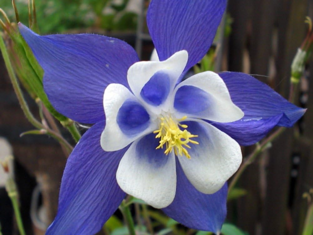 Columbine Flower Seeds Heirloom Non GMO Planting - 100 pcs - Flower for planting in home garden