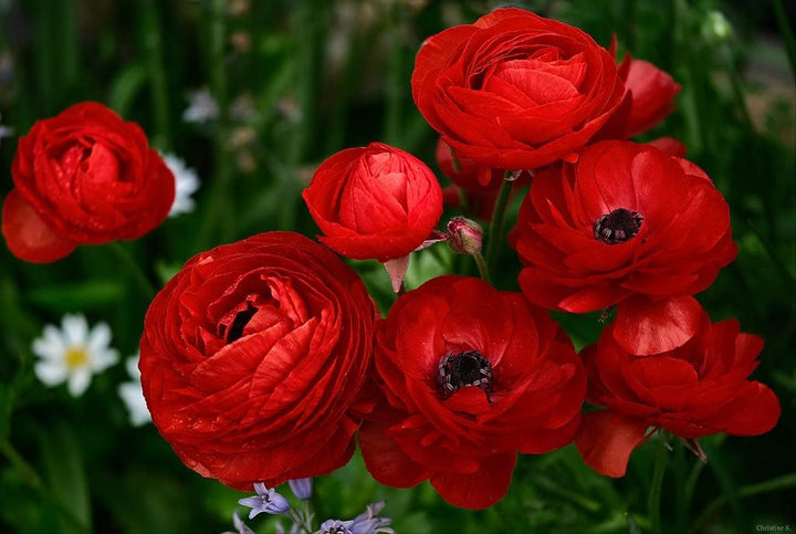 Asiaticus Ranunculus Seeds – Organic, Heirloom, Non-GMO Flower Seeds for Planting