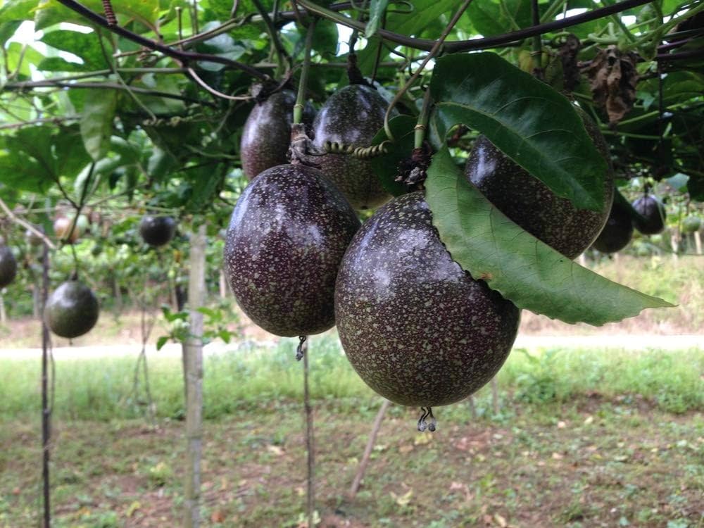 Passiflora Edulis Passion Fruit Seeds