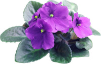 African Violet Delosperma Flower Seeds for Planting - 100 pcs