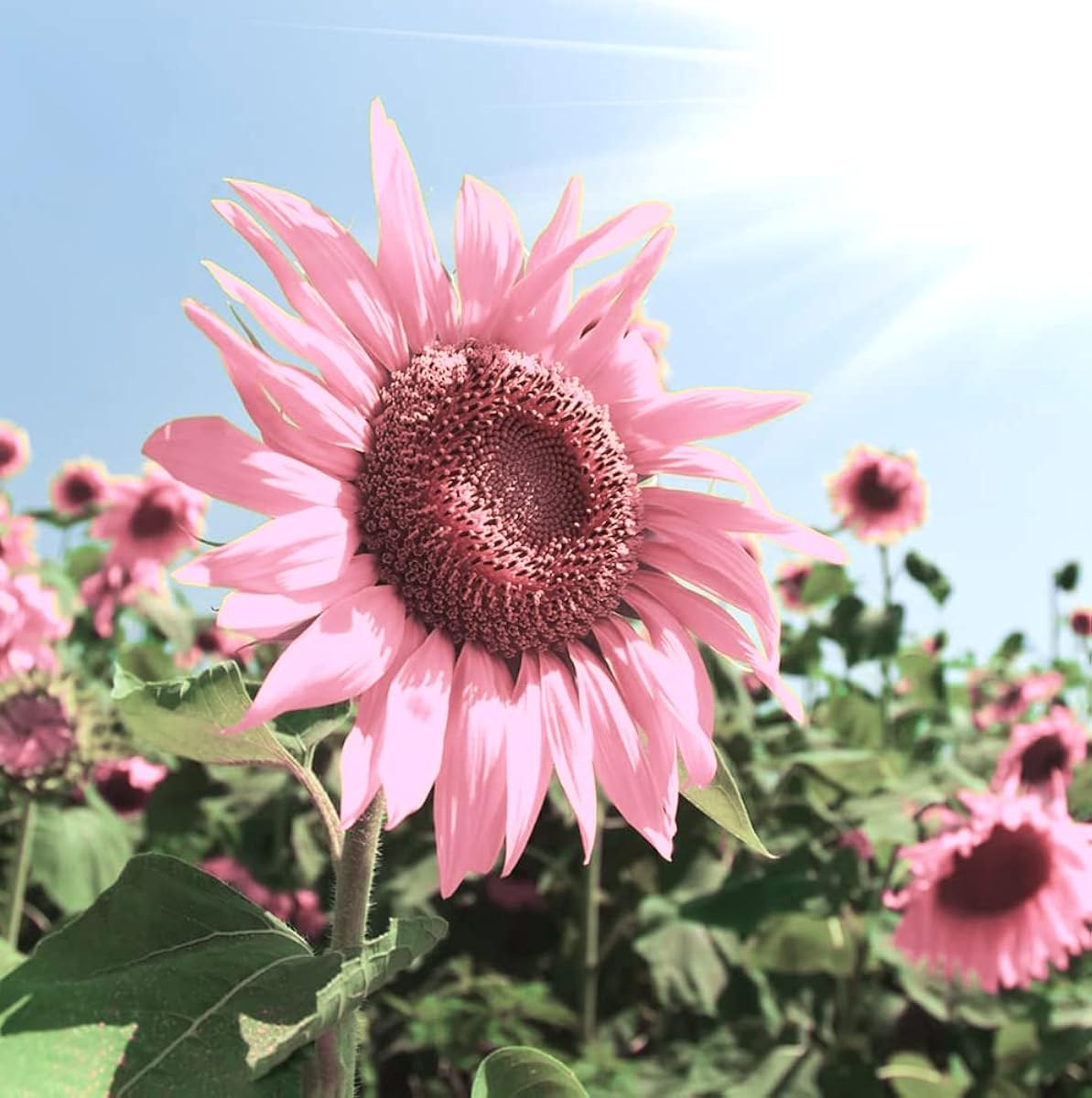 Heirloom (Heirloom scientific name) for planting in garden