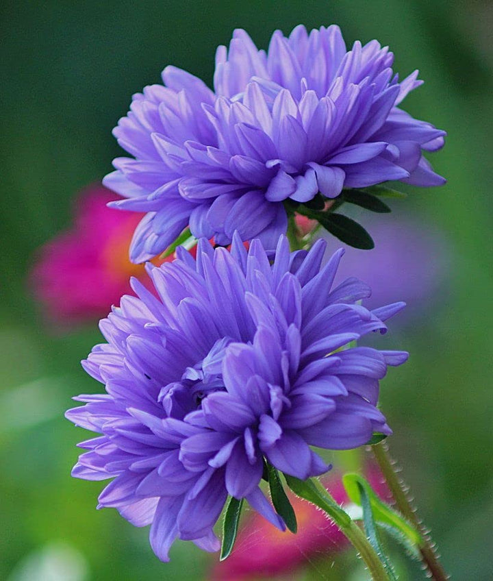 Heirloom Aster Seeds – Non-GMO Flower Seeds for Planting
