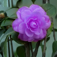 Purple Pink Camellia Flower Seeds ƒ?? Heirloom Non-GMO Ornamental Blooms for Garden Planting