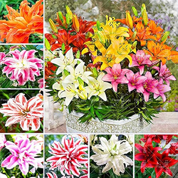 Mixed Di Giglio Flower Seeds for Planting - NON GMO Seeds