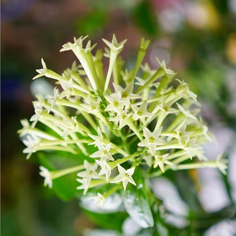 Heirloom Non-GMO Cestrum Nocturnum Flower Seeds for Planting – Night-Blooming Jasmine for Fragrant Gardens