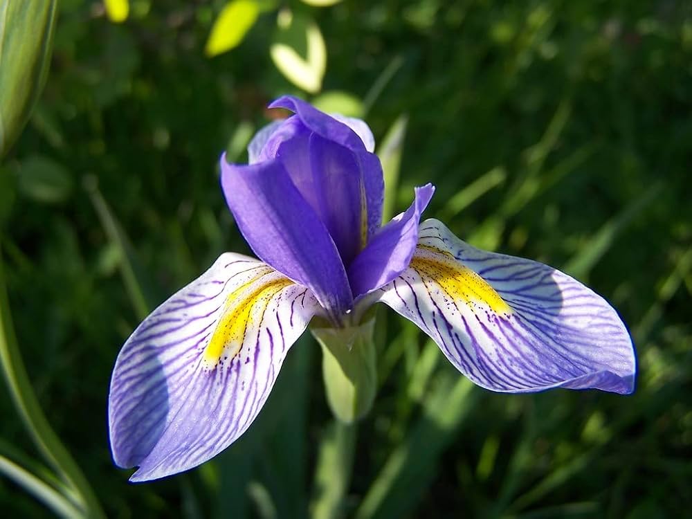 Blue Iris Flower Seeds for Garden Planting - NON GMO Seeds
