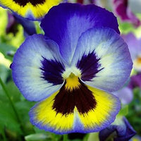 Blue Yellow Pansy Seeds for Planting – Organic Heirloom Non-GMO Flower Seeds