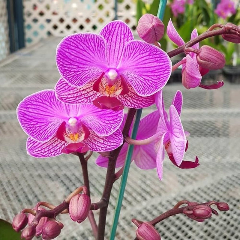 Phalaenopsis Orchid Flower Seeds, Heirloom, Non-GMO Exotic Blooms for Planting