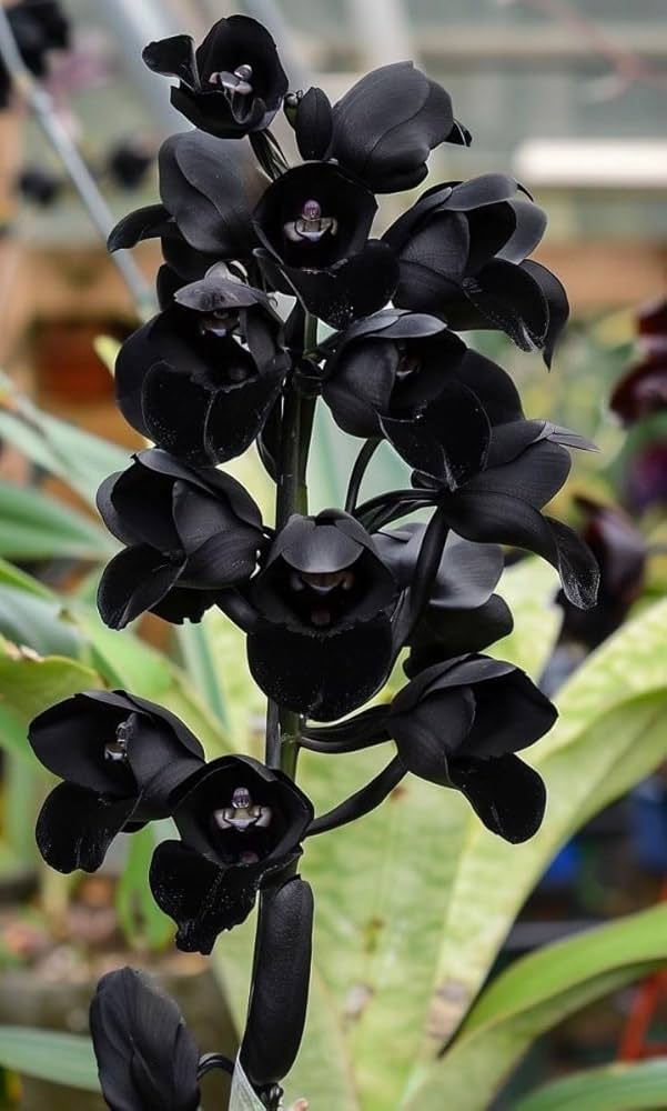 Black Dendrobium Flower Seeds for Planting - NON GMO Seeds