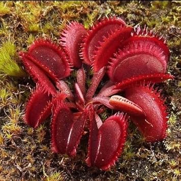 Insectivorous Plant Seeds for Planting - 100 pcs for planting in your garden.