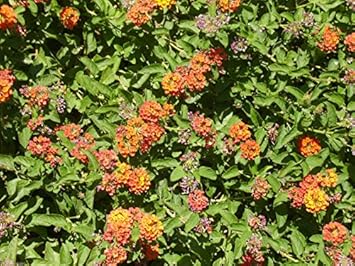 Orange Red Lantana Flower Seeds for Planting - NON GMO Seeds