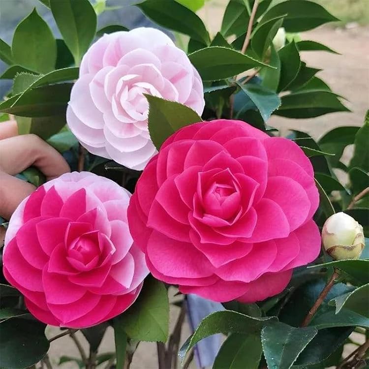 Camellia Flower Seeds – Heirloom, Non-GMO Seeds for Planting Elegant Garden Blooms