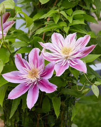 Heirloom Non-GMO Clematis Baby Pink Flower Seeds for Garden Planting ƒ?? Delicate Climbing Blooms