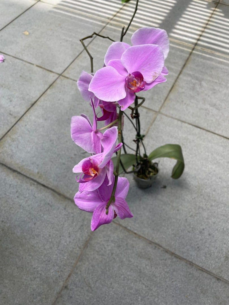 Cymbidium Flower Seeds for Garden Planting - NON GMO Seeds for planting in home garden