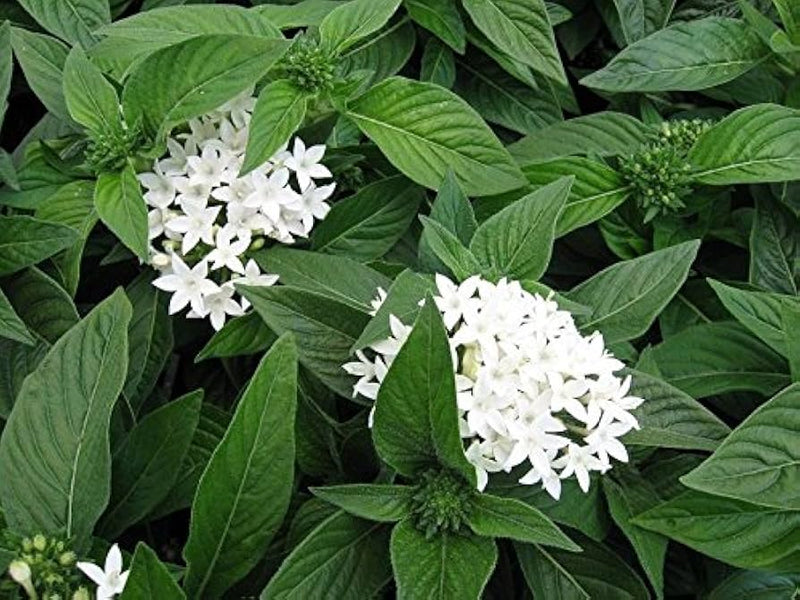 White Pentas Starla Flower Seeds for Planting - NON GMO Seeds for planting in home garden