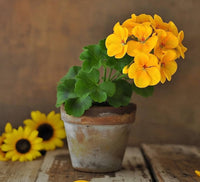 Thick Yellow Geranium Flower Seeds for Planting - Heirloom & Non-GMO Seeds for Home Garden