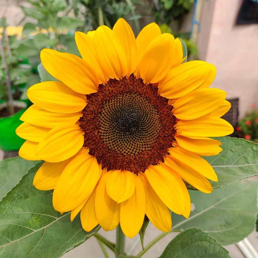 Sunzilla Sunflower Seeds â€“ Heirloom, Non-GMO Giant Sunflower Seeds for Planting Gardens