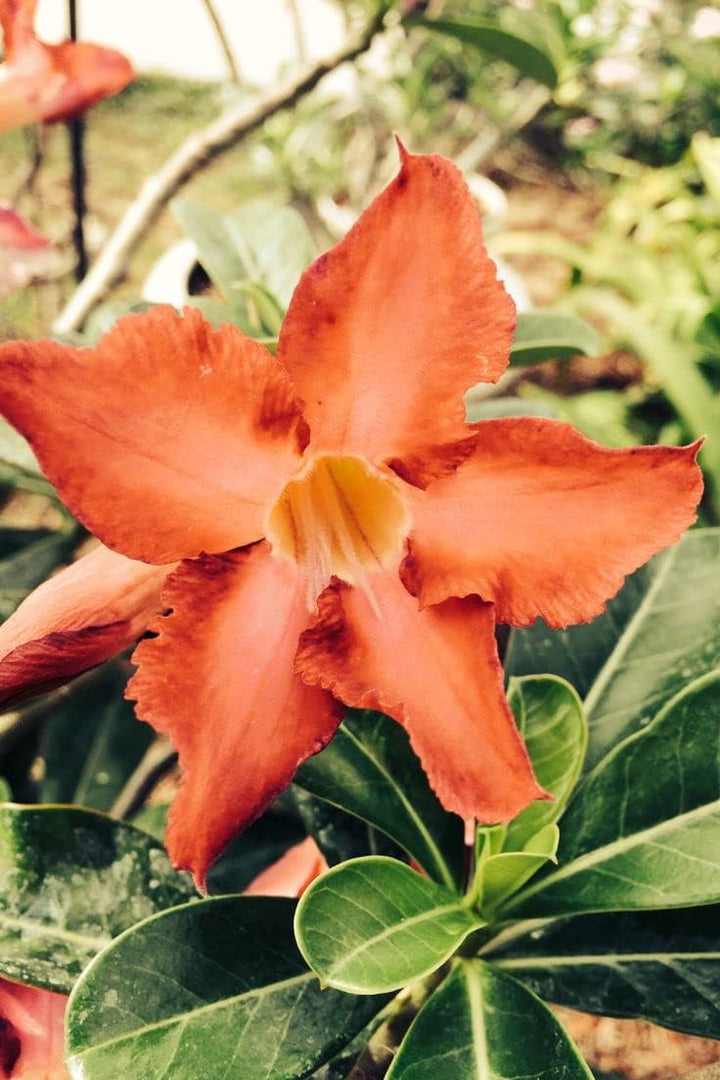 Organic Heirloom Non-GMO Orange Adenium Obesum Seeds for Planting – Desert Rose Blooms