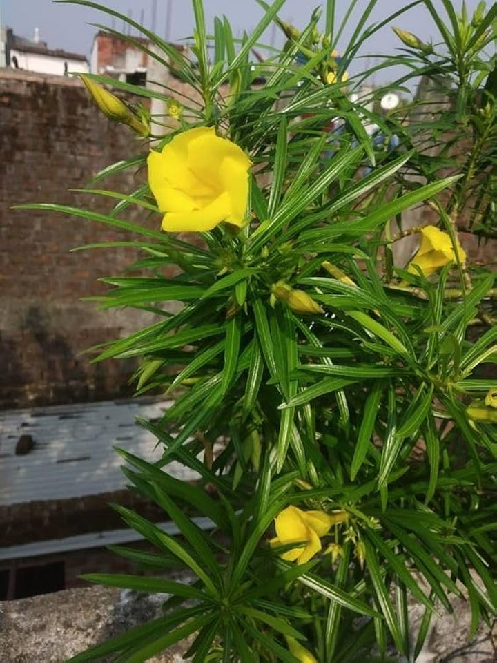 Yellow Alpine Bottlebrush Flower Seeds for Planting - 100 pcs