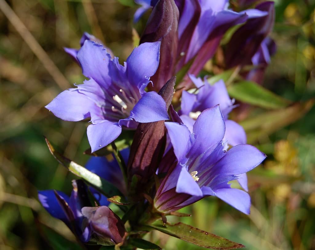 Gentiana Puberulenta Flower Seeds, Heirloom, Non-GMO Seeds for Planting