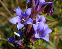 Gentiana Puberulenta Flower Seeds, Heirloom, Non-GMO Seeds for Planting