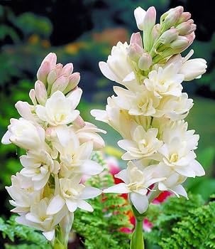 Fragrant tuberose flowers growing in a garden landscape
