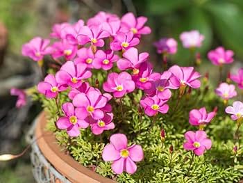 Oxalis flowering plant growing in an indoor container with green foliage.
