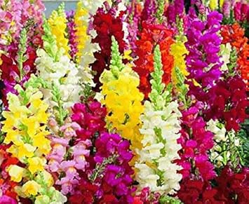 100 Pcs