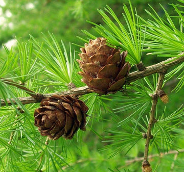 Brown Larix Decidua Plant Seeds Scientific Name Placeholder for planting in home garden