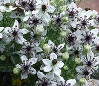 White Nigella African Flower Seeds for Planting - NON GMO Seeds
