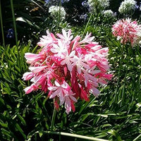 Pink Agapanthus Flower Seeds for Planting - 100 pcs seeds for planting in home garden