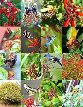 Mixed Hamelia Patens Flower Seeds for Planting - 100 pcs