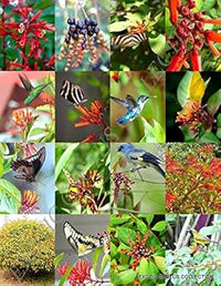 Mixed Hamelia Patens Flower Seeds for Planting - 100 pcs