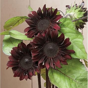 Burgundy Sunflower Seeds for Planting – Rich Dark Blooms, Ideal for Gardens, Cut Flowers