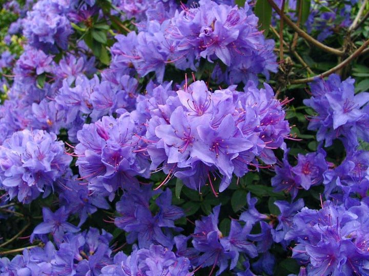 Purple Azaleas Flower Seeds for Planting - NON GMO Seeds