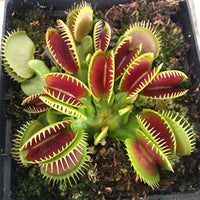 Venus Flytrap Herb Seeds