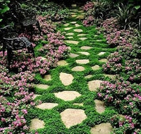 Heirloom Non-GMO Pink Dichondra Repens Plant Seeds ƒ?? Ornamental Ground Cover for Garden Planting