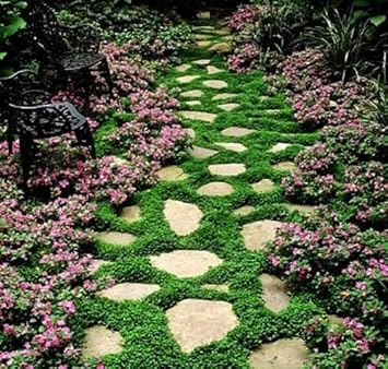 Heirloom Non-GMO Pink Dichondra Repens Plant Seeds – Ornamental Ground Cover for Garden Planting for planting in your garden.