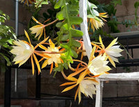 Epiphyllum Orchid Seeds for Planting, NON GMO Seeds