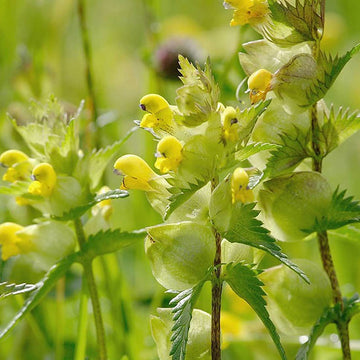 Yellow Rattle Flower Seeds for Planting