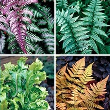 Fern Plant Seeds for Garden Planting - heirloom & Non GMO Seeds for planting in home garden