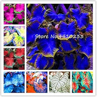 Caladium Dark Blue Flower Seeds for Planting NON GMO Seeds