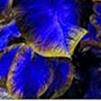 Caladium Blue Mix Flower Seeds for Planting NON GMO Seeds