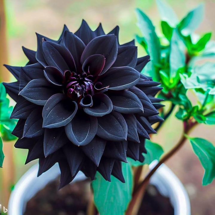 Black Pompon Dahlia Flower Seeds for Planting - Heirloom & Non-GMO Seeds, Beautiful Blooms
