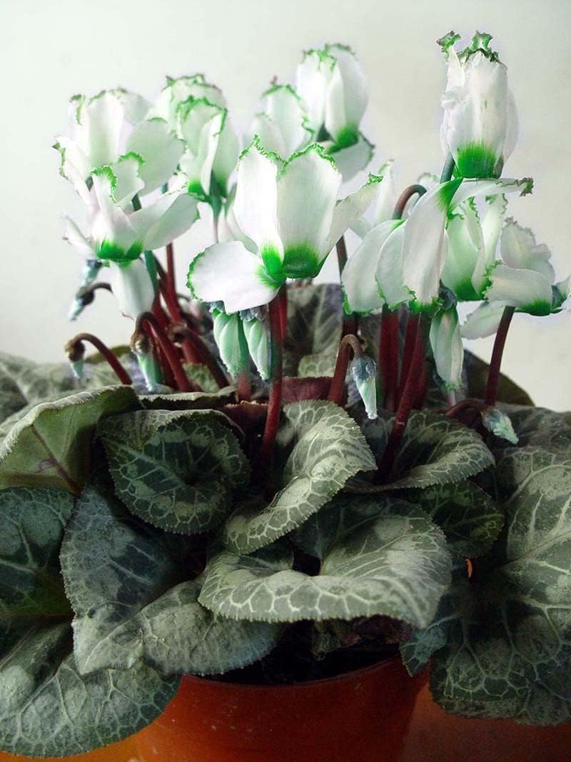 Green White Cyclamen Flower Seeds for Planting - NON GMO Seeds for planting in home garden